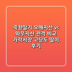죽향딸기, 오매지산 vs 와우지산 전격 비교! 가락시장 고당도 딸이 후기